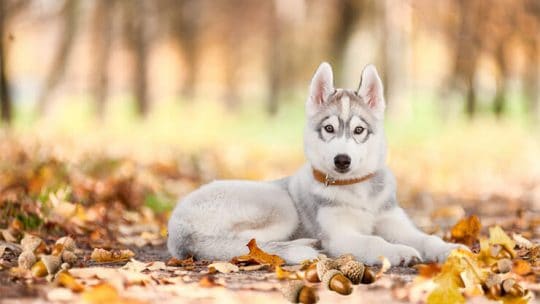 Are acorns bad for dogs
