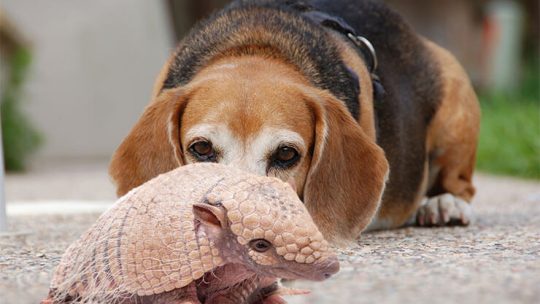 Are armadillos dangerous to dogs