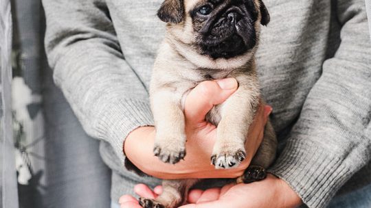 Are Pugs hypoallergenic