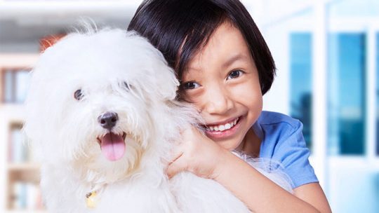 Do Maltese shed? are they suitable for an allergy sufferer?