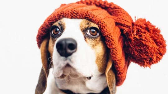 Dogs with floppy ears