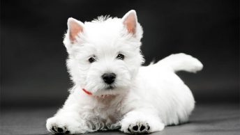 Dogs with pointy ears