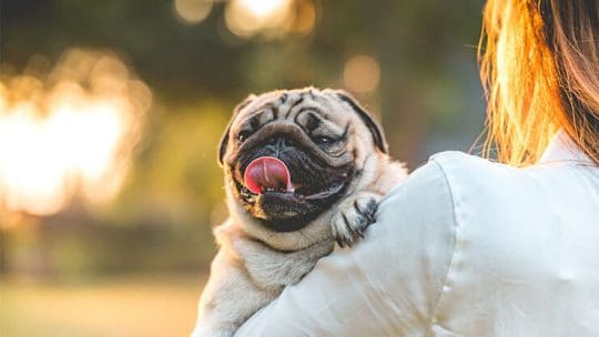 How do I know my Pug is happy