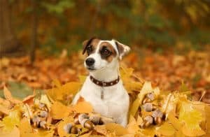 Are Acorns Bad For Dogs? Are They Toxic For Your Pet?
