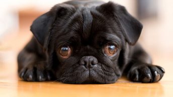 Why are Pugs so expensive