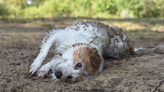 Why do dogs roll in poop and other smelly things