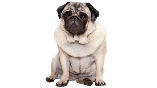 Why is my Pug scooting