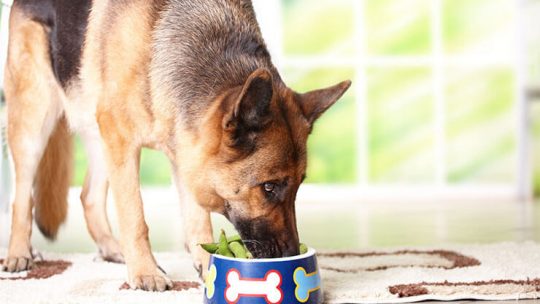 Can dogs eat edamame