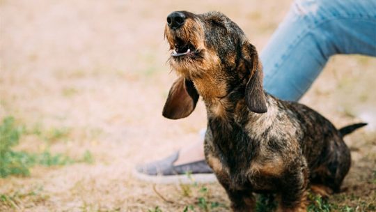 Do Dachshunds bark a lot