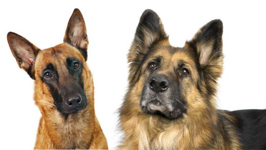 German Shepherd Belgian Malinois Mix