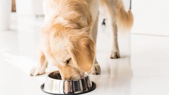 How much meat tenderizer should be added to dog food