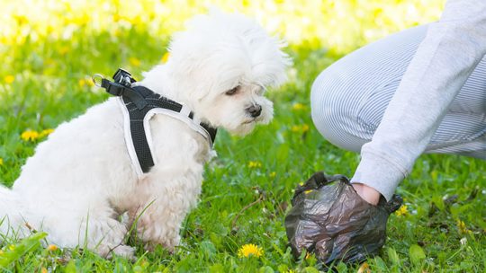 White specks in dog poop: what you should do