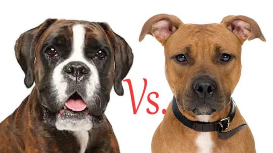 Boxer Vs. Pit Bull
