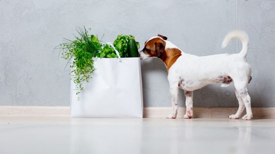 Can dogs eat basil