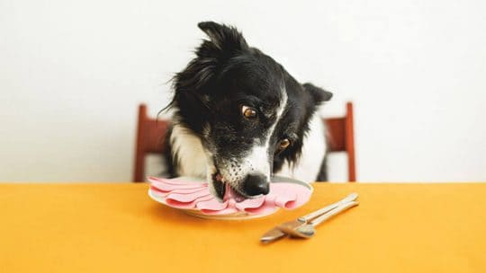 Can dogs eat bologna