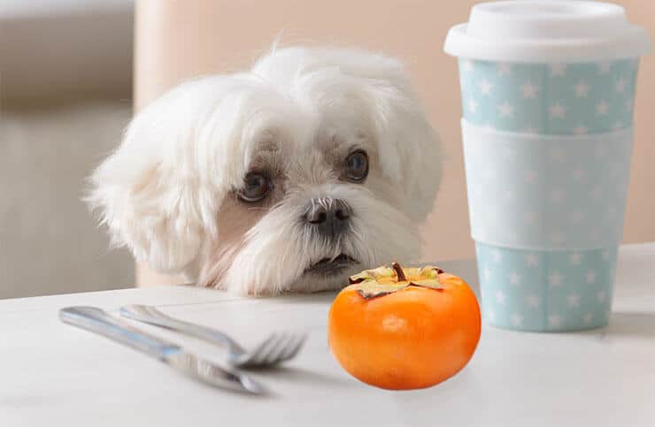 Beautiful view of Persimmons Suitable For Dog Snacking