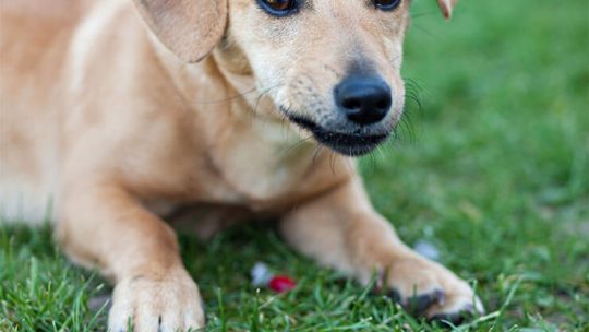 Can dogs eat radishes