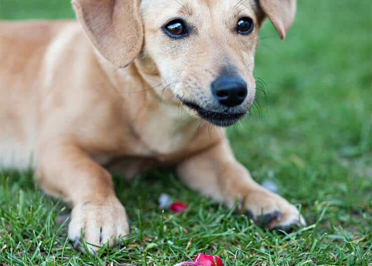 Can Dogs Eat Radishes? Benefits Of Radishes On Dog Health