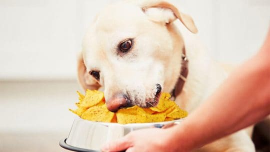 Can dogs eat tortillas