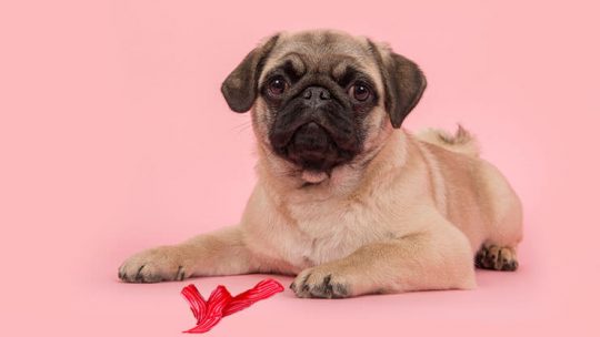 Can dogs eat Twizzlers