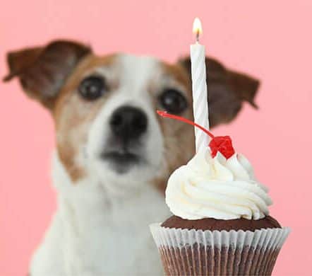 Can Dogs Eat Whipped Cream? Is Whipped Cream Safe For Dogs?