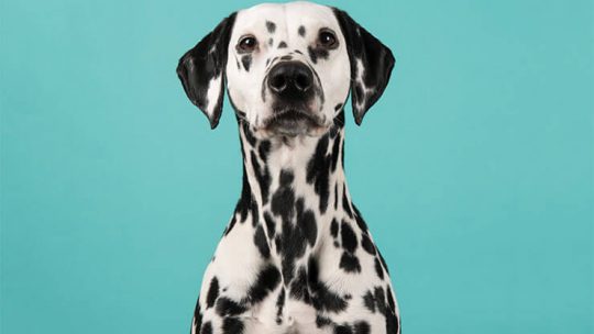 Dalmatian dog breed