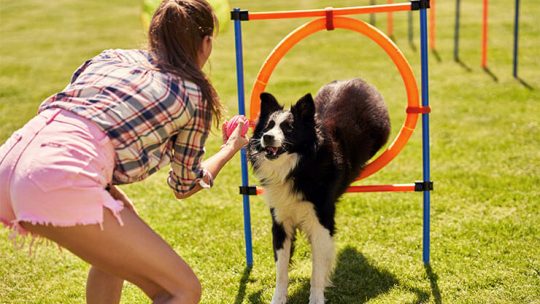 Dog commands in Russian