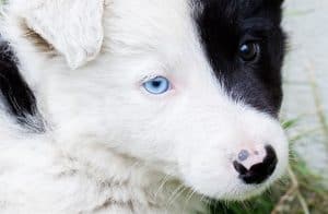 Collie Eye Anomaly - What Is CEA And How To Prevent It?