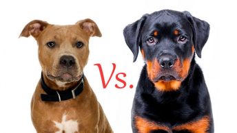 Rottweiler Vs Pit Bull