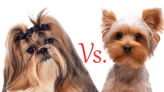 Yorkies Vs. Shih Tzu