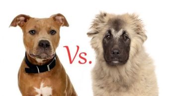 Caucasian Shepherd Vs. Pit Bull