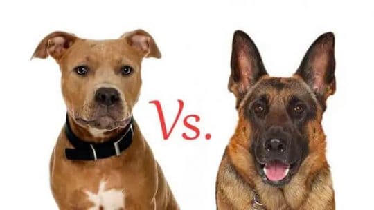 German Shepherd Vs. Pit Bull