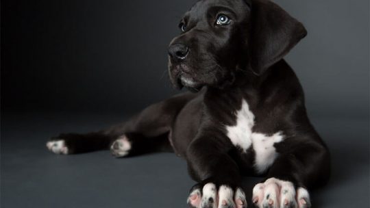 Great Dane dog breed