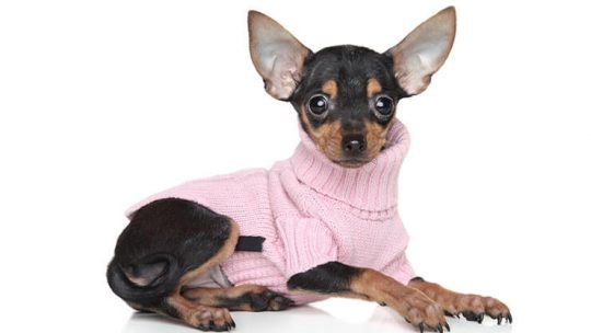 Russian Toy Terrier