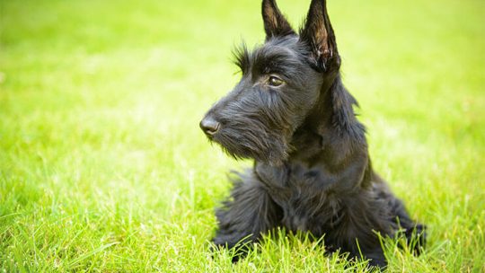 Scottish Terrier