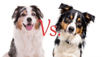 Border Collie Vs. Australian Shepherd