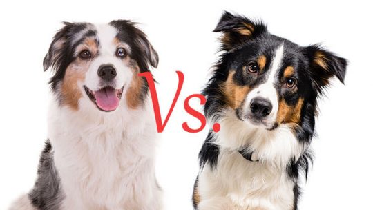 Border Collie Vs. Australian Shepherd