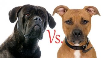 Cane Corso Vs. Pit Bull