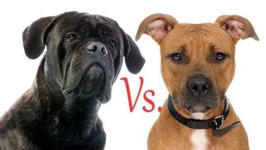 Cane Corso Vs. Pit Bull