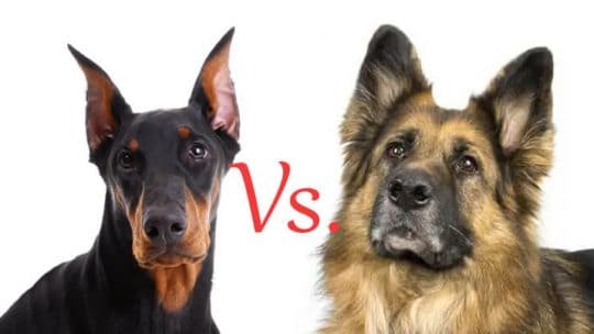 German Shepherd Vs. Doberman