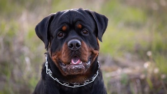 How should you place a prong collar on a dog