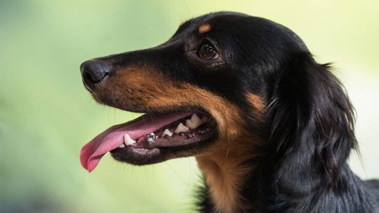 Long-Haired Dachshund