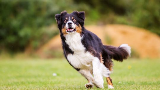 My Australian Shepherd is out of control