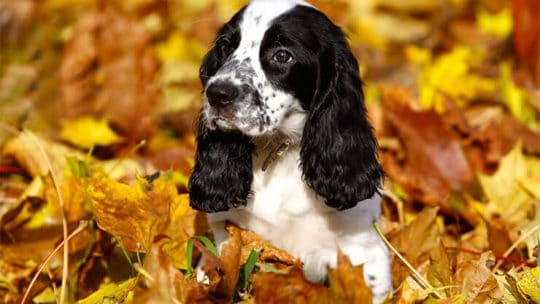 Russian Spaniel