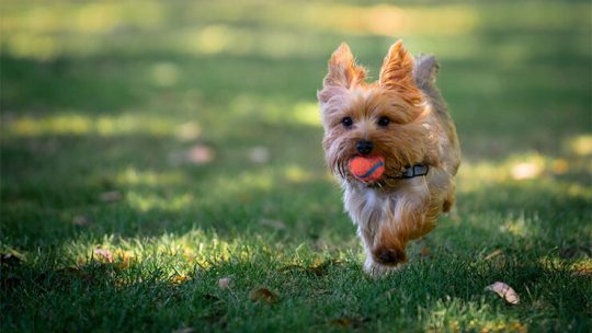 Yorkshire Terrier