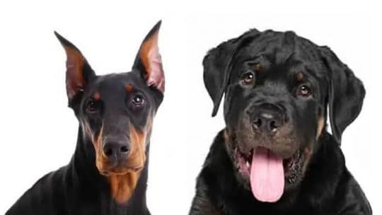 Doberman Rottweiler Mix