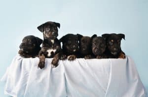 Doberman Rottweiler Mix - Large, Muscular And Powerful Dog