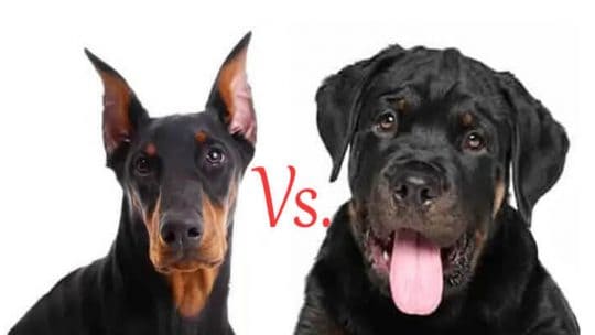 Doberman Vs. Rottweiler