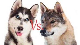 Husky Vs. Wolf