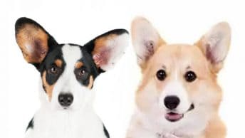Types of Corgis